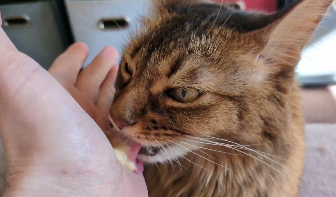 【1455日目】ぺろぺろ #ソマリ #cat