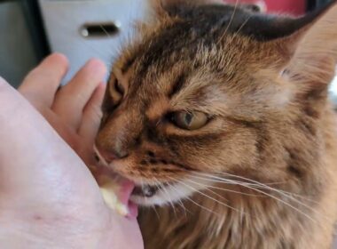 【1455日目】ぺろぺろ #ソマリ #cat