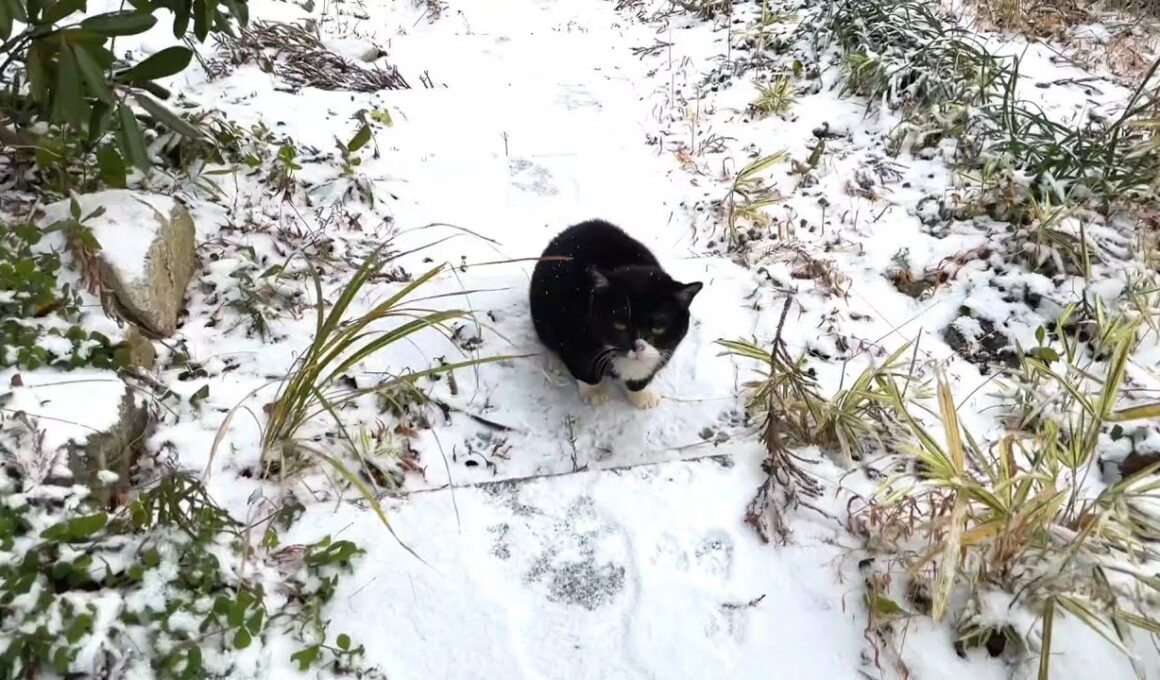 雪の中で助けを求めてた猫を救出しました