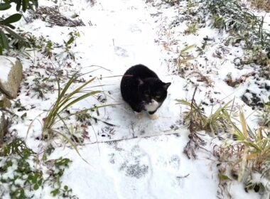 雪の中で助けを求めてた猫を救出しました