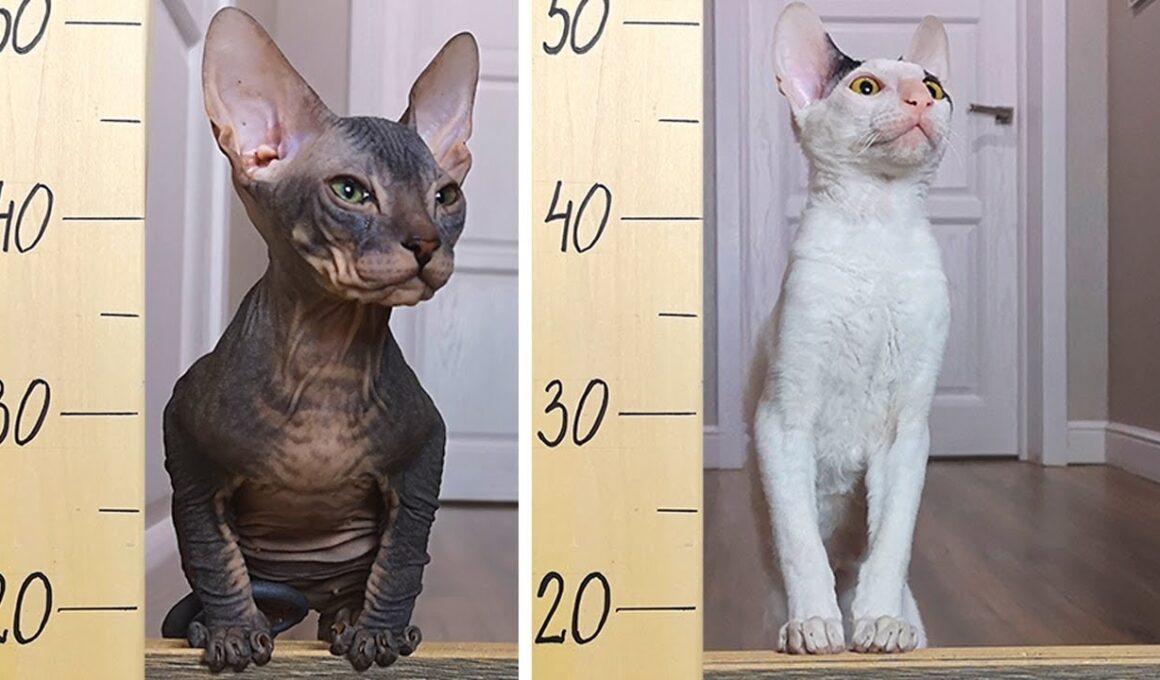 Cat challenge Jumping over the fence Cornish Rex cat vs Don Sphynx cat. Who will jump higher?