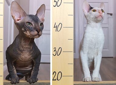 Cat challenge Jumping over the fence Cornish Rex cat vs Don Sphynx cat. Who will jump higher?