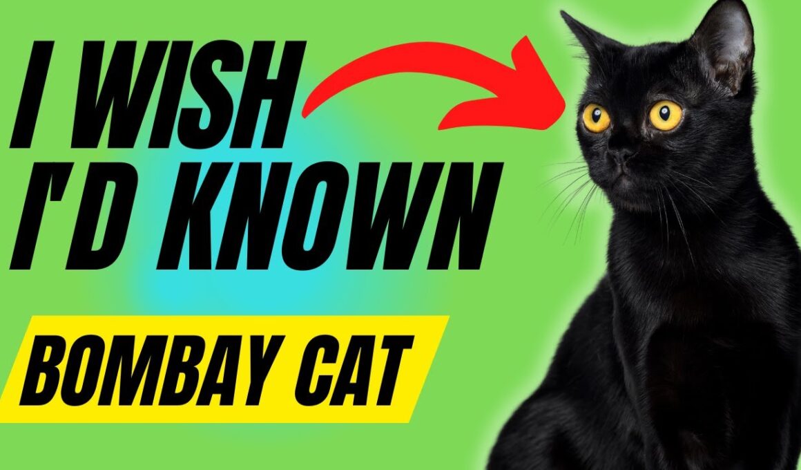 ボンベイ猫を飼う前に知っておきたかった7つのこと