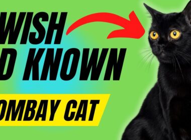 ボンベイ猫を飼う前に知っておきたかった7つのこと