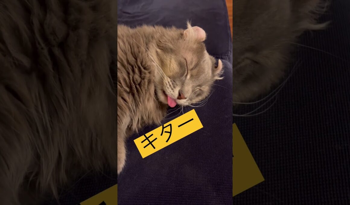 ベロだし〜 #ねこ動画 #アメリカンカール #catshorts