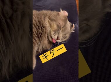 ベロだし〜 #ねこ動画 #アメリカンカール #catshorts