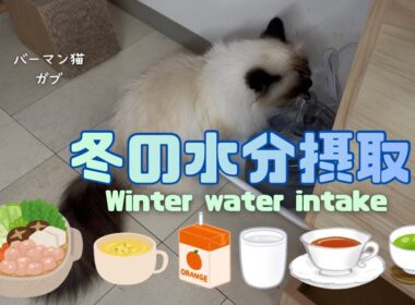 バーマン猫ガブ【冬の水分摂取】Winter water intake（バーマン猫）Birman/Cat