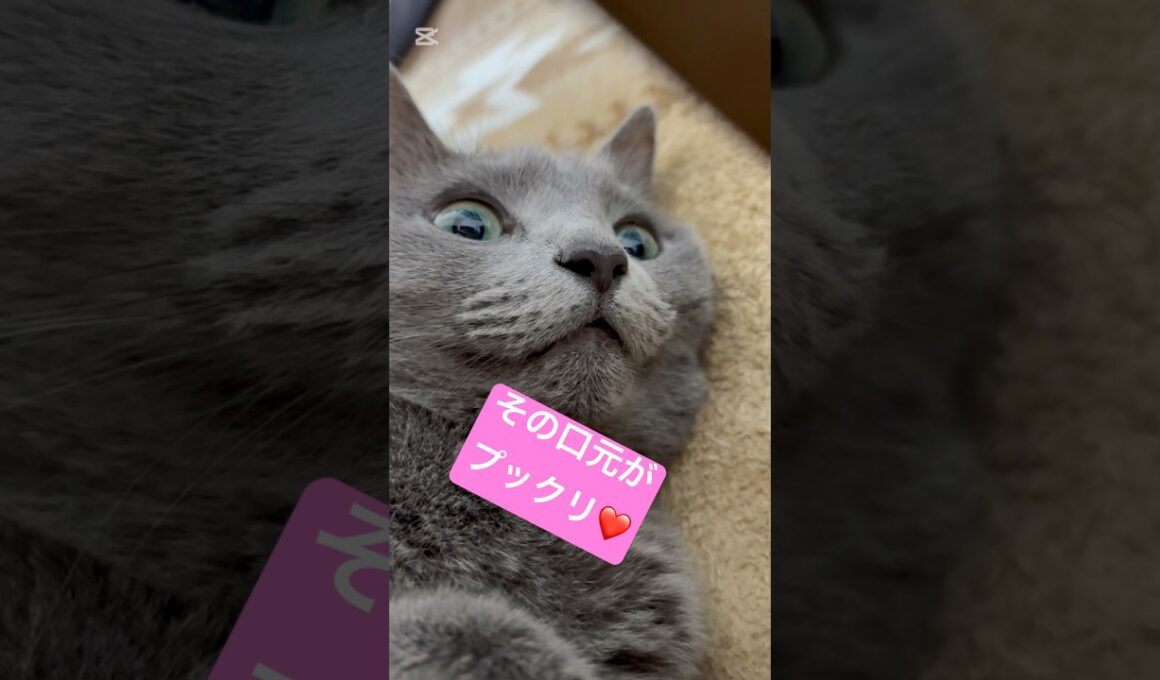 口元がプックリすぎてキュン❤️ #猫 #ロシアンブルー #catshorts #shorts