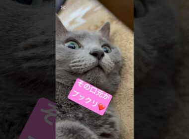 口元がプックリすぎてキュン❤️ #猫 #ロシアンブルー #catshorts #shorts