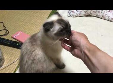 ヒマラヤン似のチョコ。#スコティッシュフォールド #ミックス猫 #シャム猫カラー