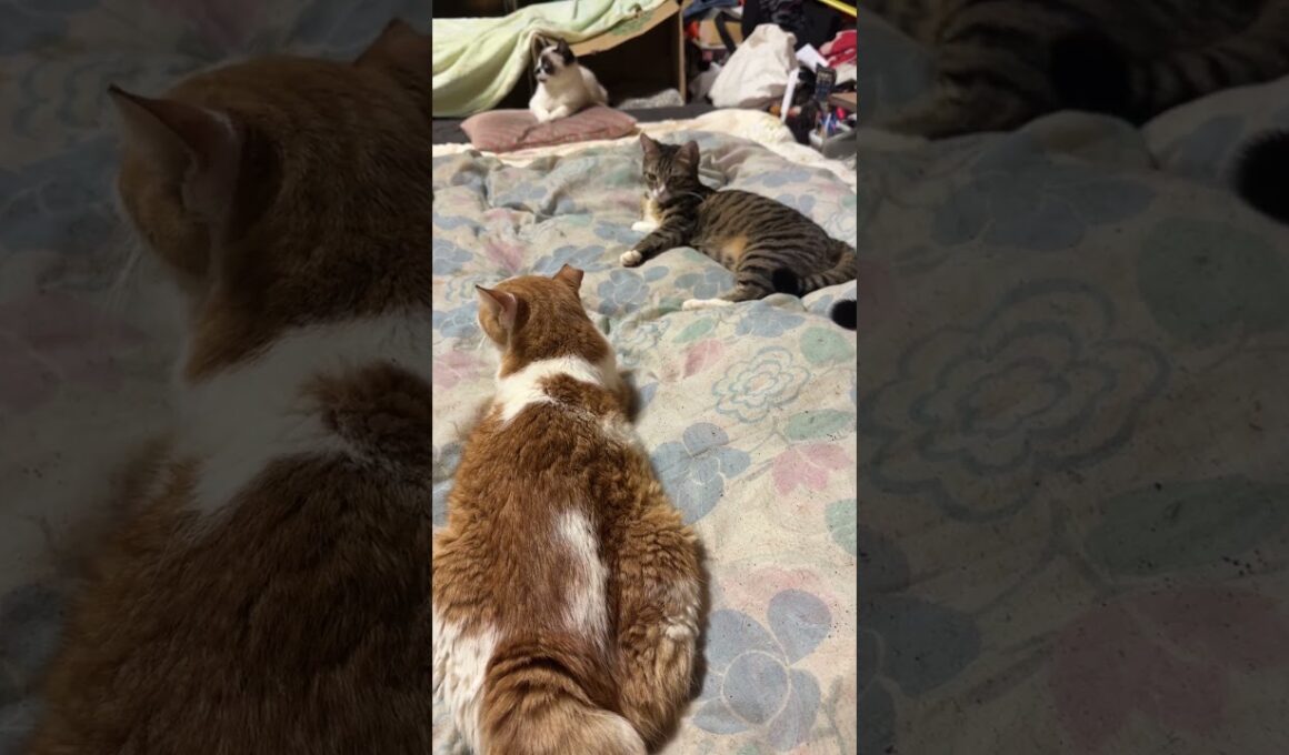 黒猫くー、キジシロのルル、シャムのパンダのジェットストリームアタックと思いきや