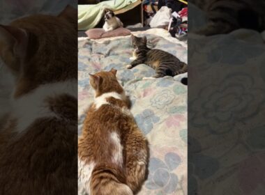 黒猫くー、キジシロのルル、シャムのパンダのジェットストリームアタックと思いきや