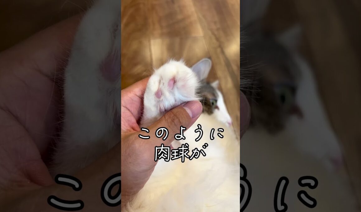 猫の毛を刈る理由#shorts #バリカン