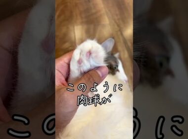 猫の毛を刈る理由#shorts #バリカン