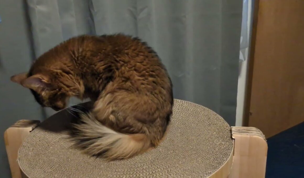 【1454日目】このポーズに名前ないのかな #ソマリ #cat