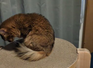 【1454日目】このポーズに名前ないのかな #ソマリ #cat