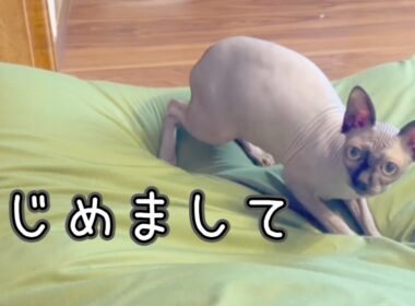 スフィンクスの日常