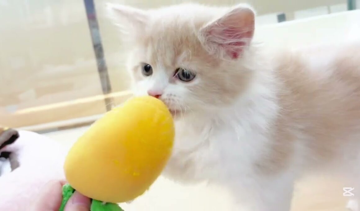 【 サイベリアン 】撫でられるのが大好きな男の子♡