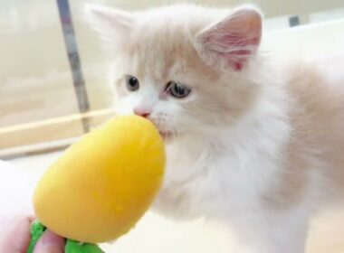 【 サイベリアン 】撫でられるのが大好きな男の子♡