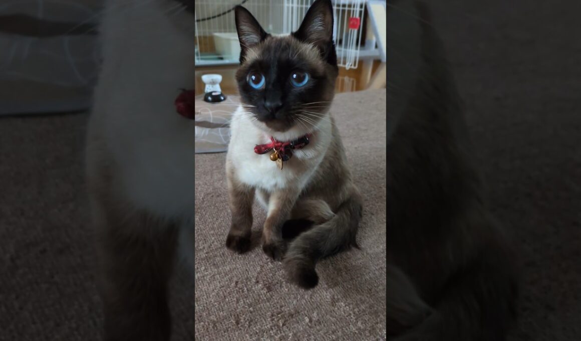 ラブリーイェイイェーイ😻#cat #catshorts #シャム猫 #しゃむねこ #ねこのいる暮らし #ねこのいる生活