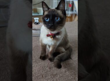 ラブリーイェイイェーイ😻#cat #catshorts #シャム猫 #しゃむねこ #ねこのいる暮らし #ねこのいる生活