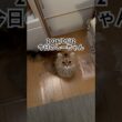 2026/01/12今日のしーちゃん #猫 #ペルシャ #シエル #cat #猫のいる暮らし