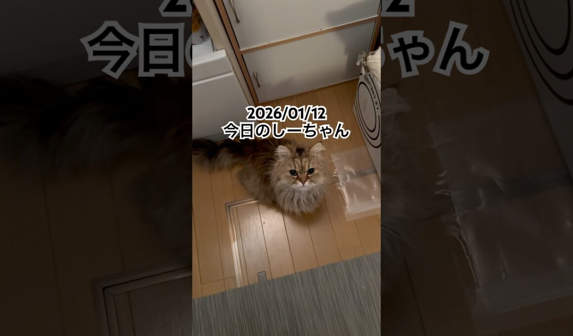 2026/01/12今日のしーちゃん #猫 #ペルシャ #シエル #cat #猫のいる暮らし