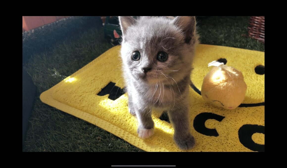 【ブリティッシュショートヘア　子猫】ブリティッシュショートヘアの3兄弟🐈