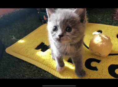 【ブリティッシュショートヘア　子猫】ブリティッシュショートヘアの3兄弟🐈