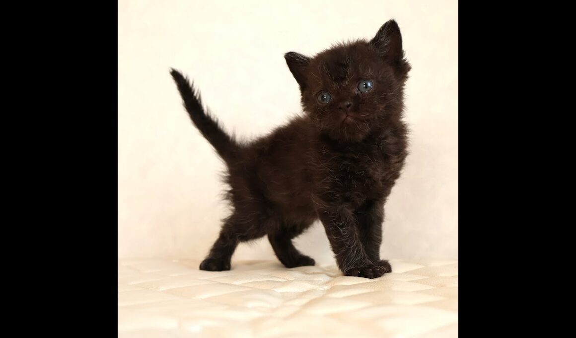 セルカークレックス子猫　Selkirk Rex　2025.12.4産まれ　　ブラック　黒猫　巻き毛　男の子　シーダキャット猫のお店