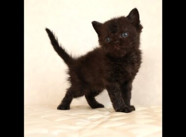 セルカークレックス子猫　Selkirk Rex　2025.12.4産まれ　　ブラック　黒猫　巻き毛　男の子　シーダキャット猫のお店