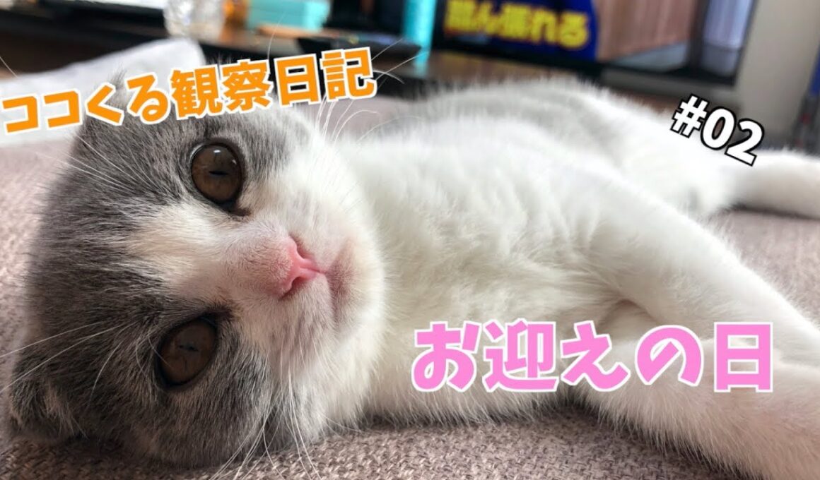 【スコティッシュフォールド】くるちゃんお迎えの日