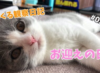 【スコティッシュフォールド】くるちゃんお迎えの日