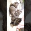 仲良く遊ぶ子猫をそっとのぞき込む子猫？【赤ちゃん猫　保護猫】