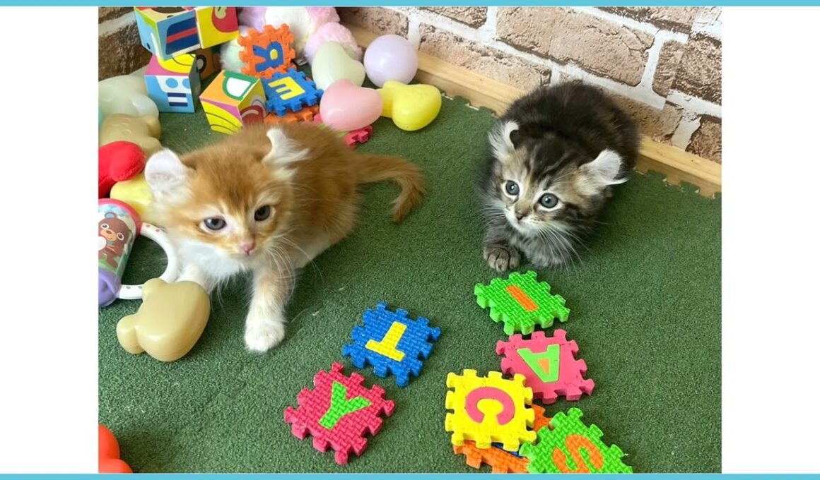 730826 アメリカンカール