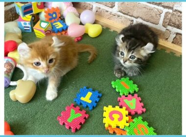 730826 アメリカンカール