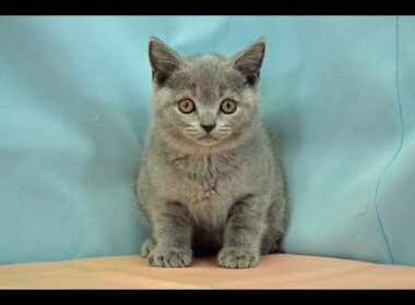 ブリティッシュショートヘアー　No.251018　ペットショップ『ヒラマツケンネル』の子猫