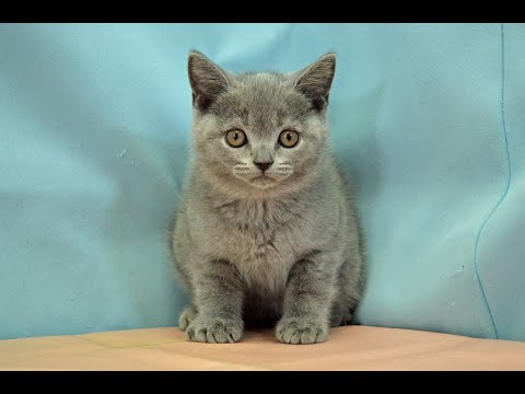 ブリティッシュショートヘアー　No.251018　ペットショップ『ヒラマツケンネル』の子猫