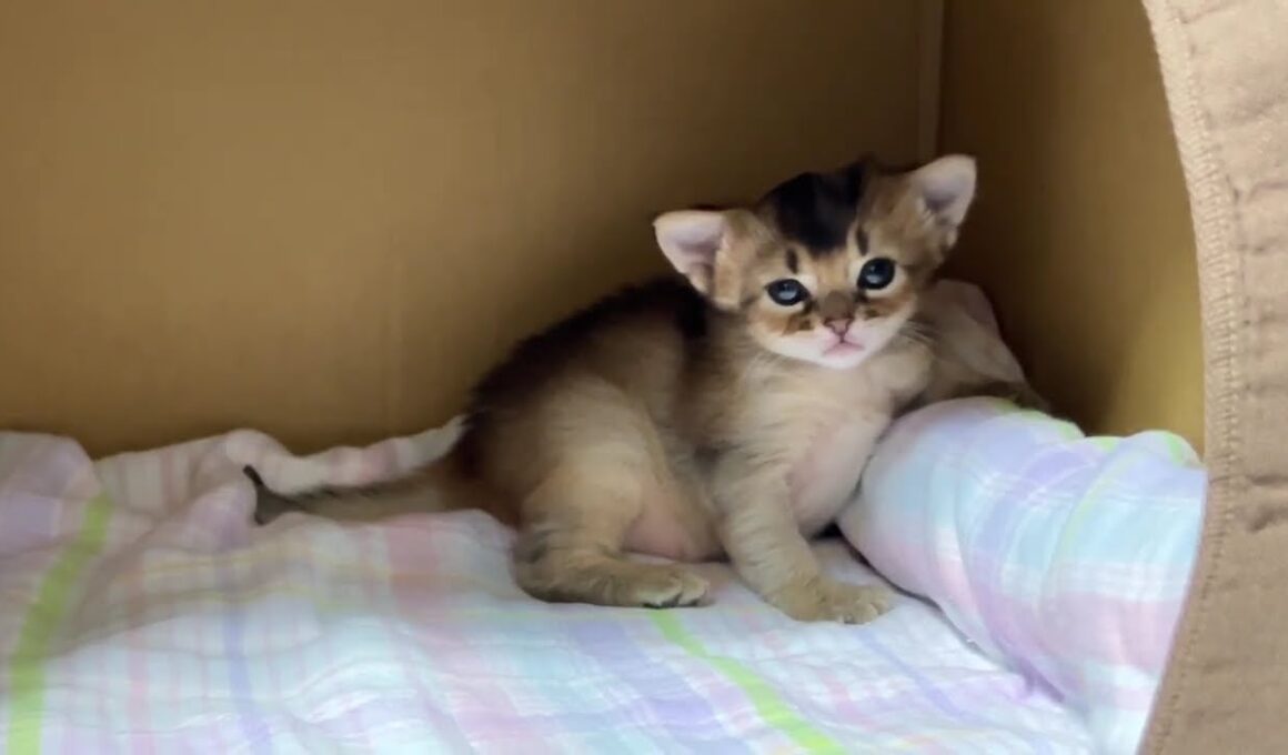 寝そうで寝ないソマリの仔猫