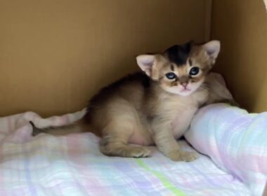 寝そうで寝ないソマリの仔猫