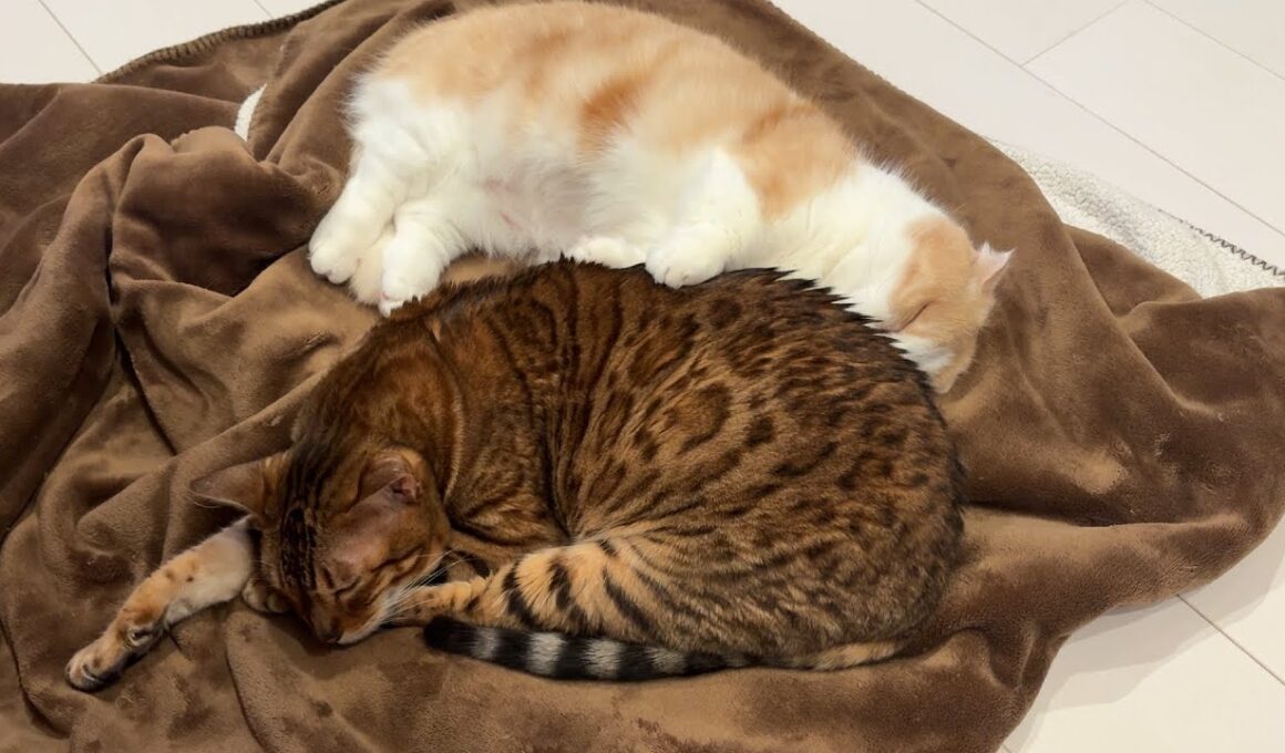 一方的に甘やかされる猫がこちら【ベンガル/マンチカン/茶トラ猫】