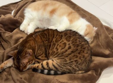 一方的に甘やかされる猫がこちら【ベンガル/マンチカン/茶トラ猫】