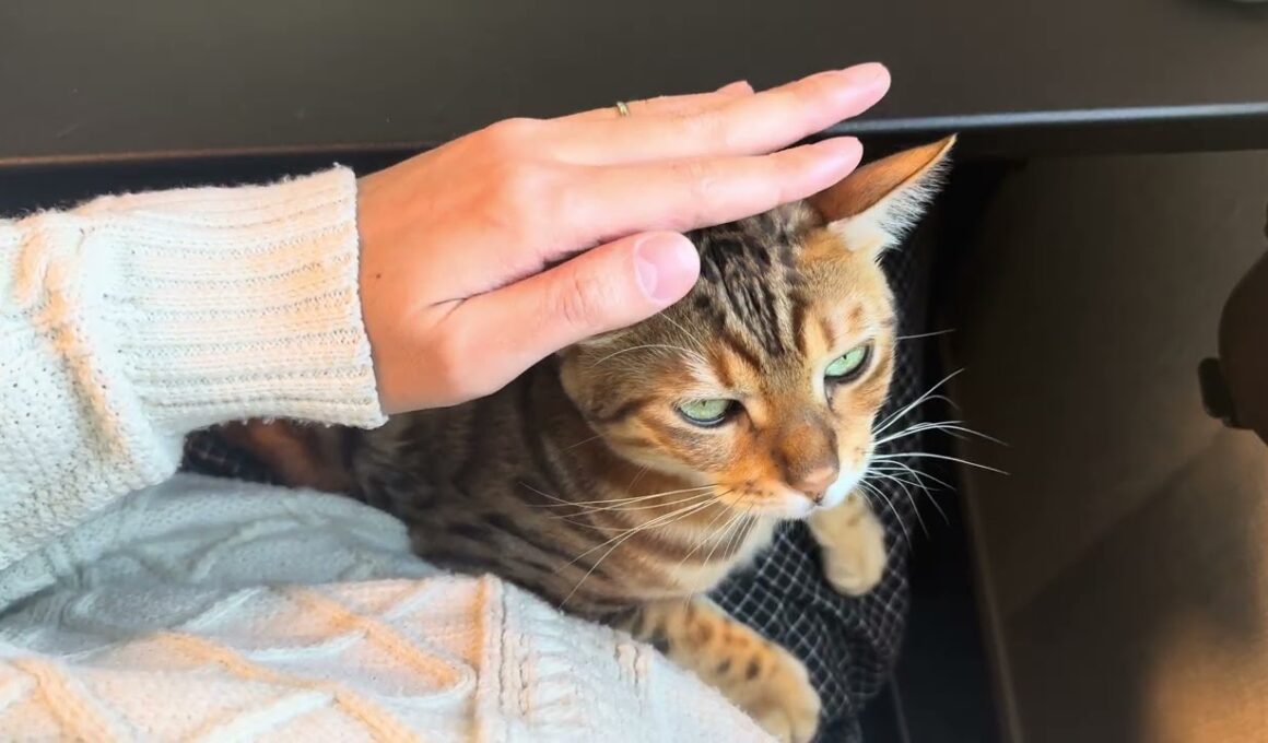 【生存報告】うちのベンガル猫は元気です