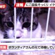 【にこねこ速報】にこ園長にそっくりな子猫がやってきました♪