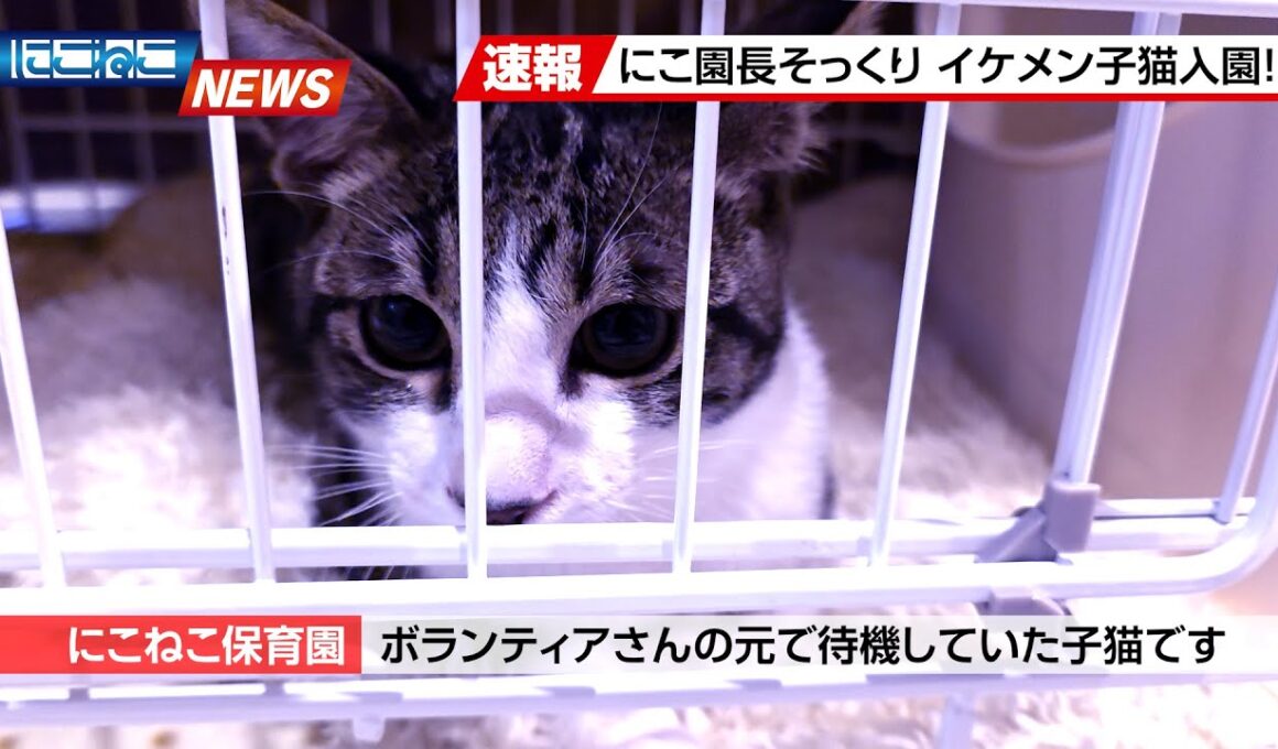 【にこねこ速報】にこ園長にそっくりな子猫がやってきました♪