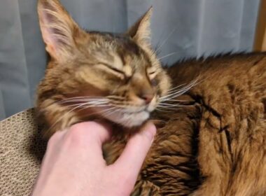 【1453日目】今日はそんなにな気分 #ソマリ #cat