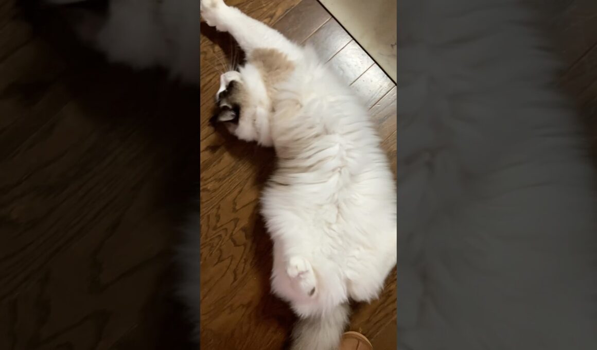 抵抗の舞　#猫  #cat  #ラグドール