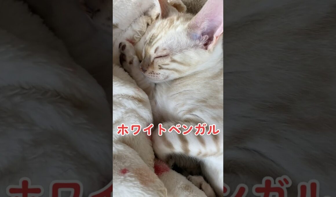 【子猫動画】ホワイトベンガル　生後4ヶ月！　可愛くてごめん！　ベンガル猫　ネコ　ねこ　#cat #bengalcat #ベンガル #ベンガル猫