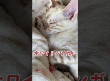 【子猫動画】ホワイトベンガル　生後4ヶ月！　可愛くてごめん！　ベンガル猫　ネコ　ねこ　#cat #bengalcat #ベンガル #ベンガル猫