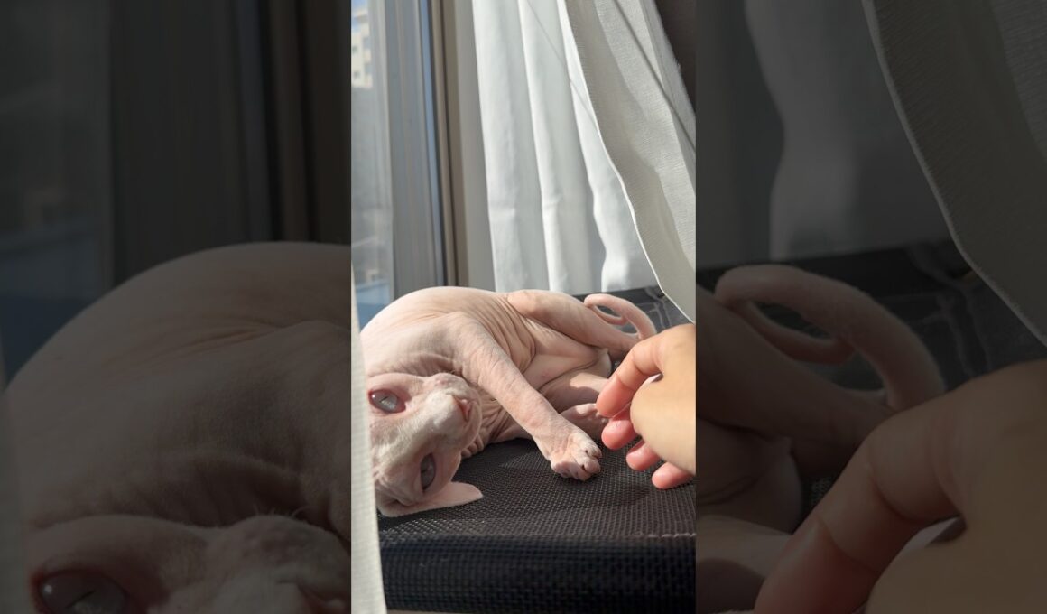 窓際で甘える猫アレクサンドラ【スフィンクス】